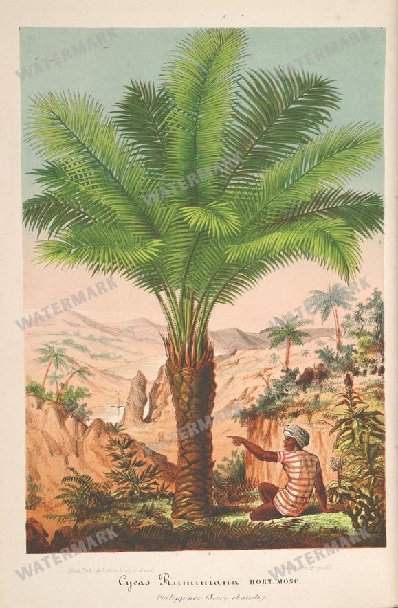 Botanical Vintage Prints