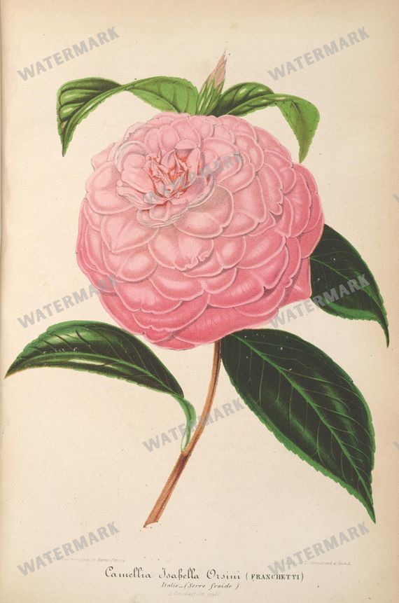 Botanical Vintage Prints