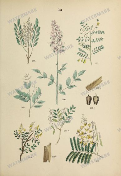 Botanical Vintage Prints