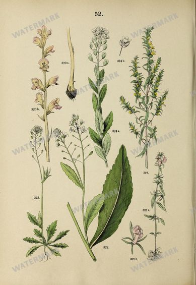 Botanical Vintage Prints
