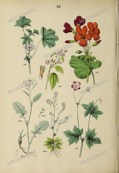 Botanical Vintage Prints