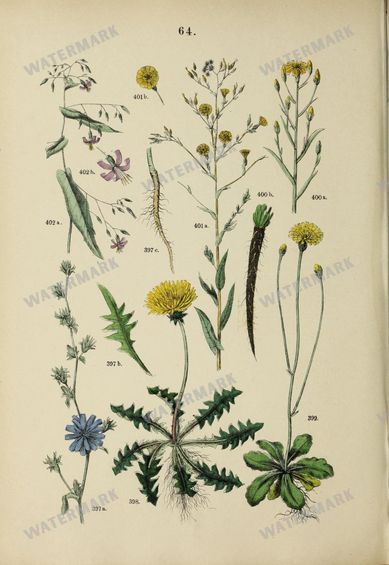 Botanical Vintage Prints