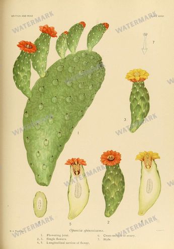 Cactus Vintage Prints