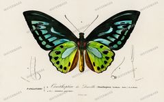 Dictionnaire Universel Dhistoire Naturelle Vintage Prints