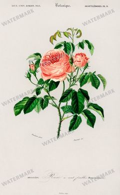 Dictionnaire Universel Dhistoire Naturelle Vintage Prints