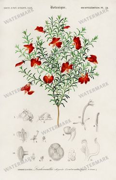 Dictionnaire Universel Dhistoire Naturelle Vintage Prints