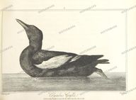 Fauna Vintage Prints