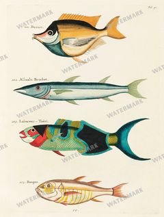 Fish Vintage Prints