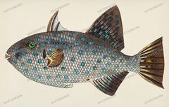 Fish Vintage Prints