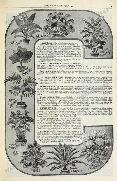Floral Vintage Prints