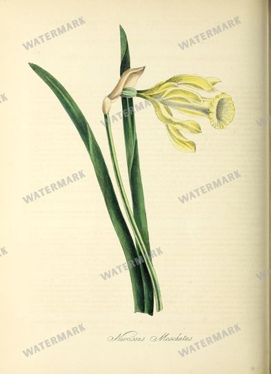 Floral vintage illustration, printable digital download, image 14