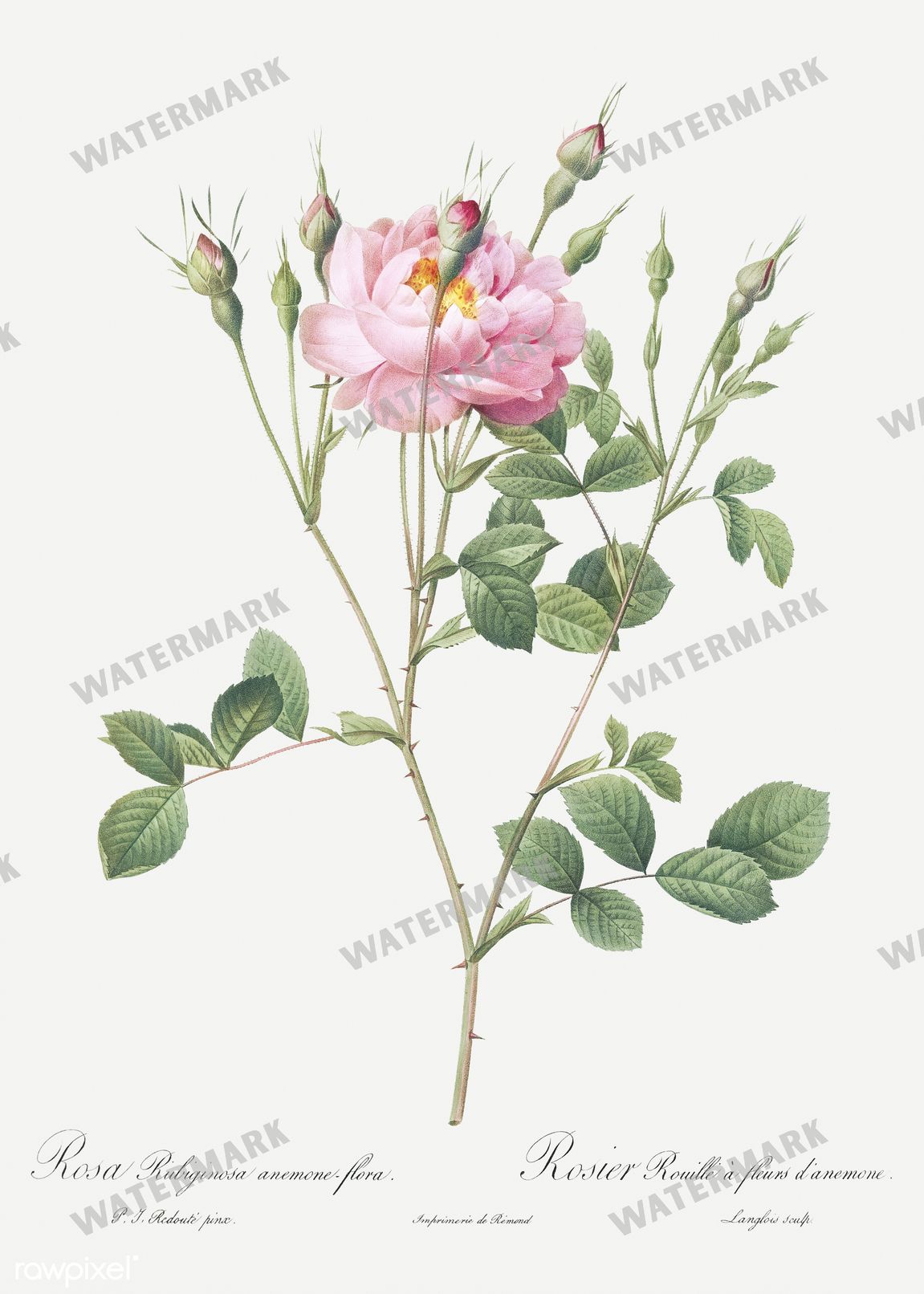 Floral vintage illustration, printable digital download, image 14