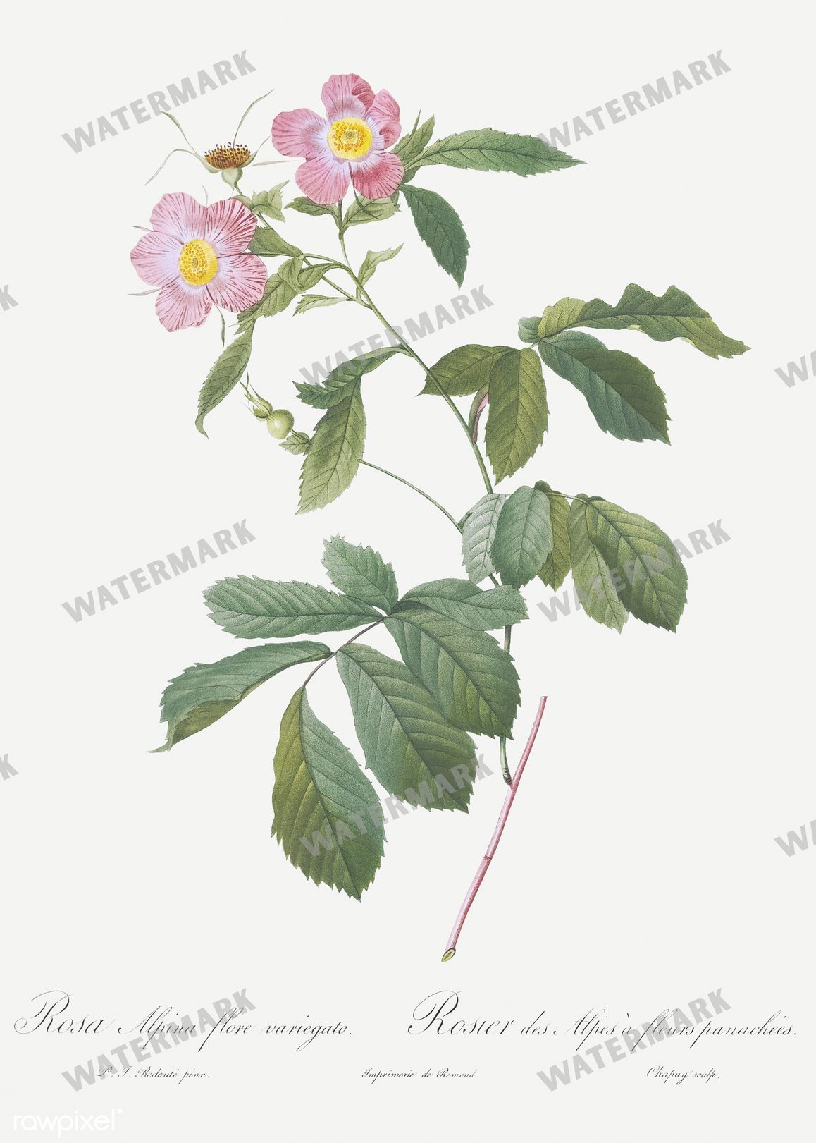 Floral Vintage Prints