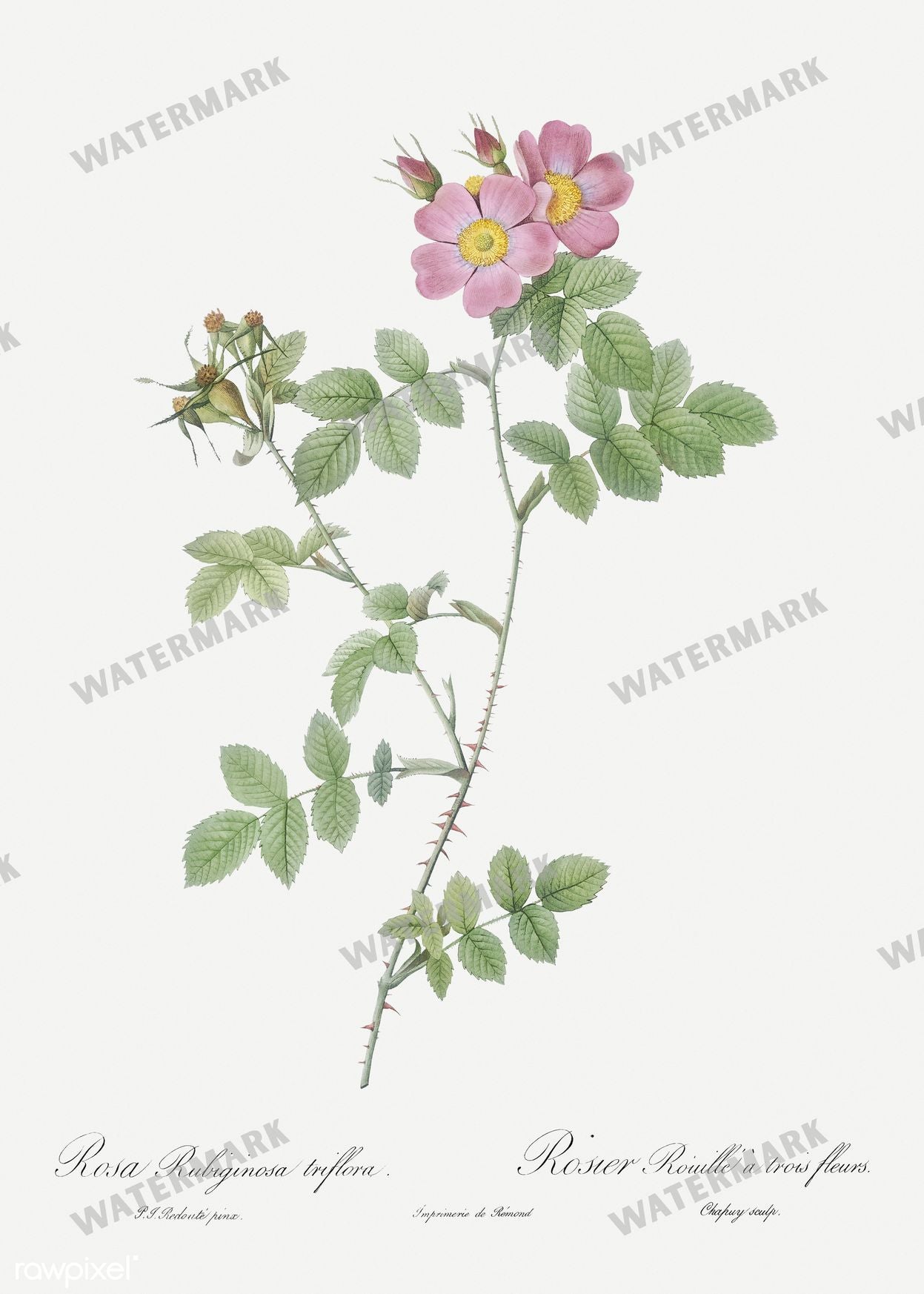 Floral Vintage Prints