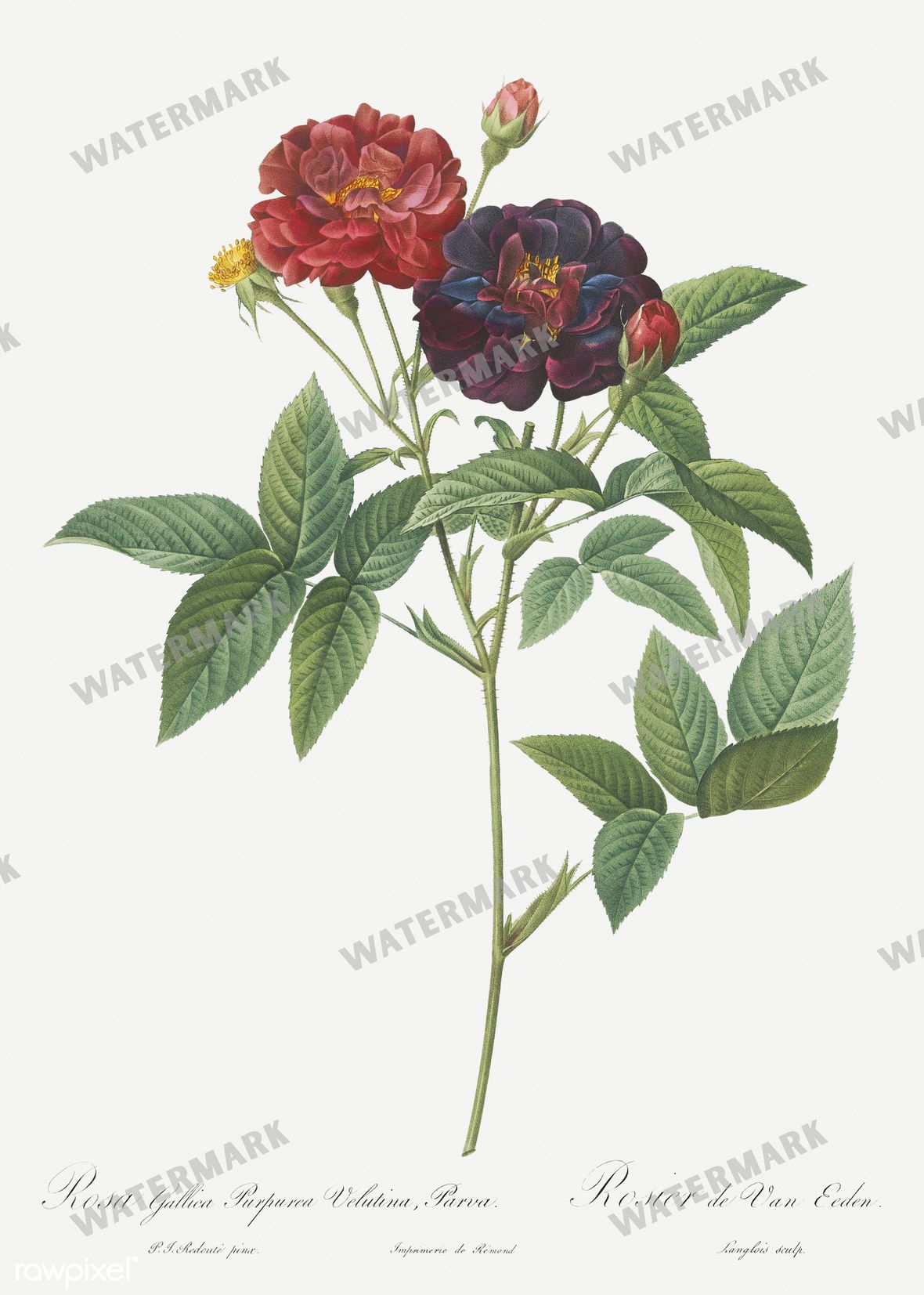 Floral vintage illustration, printable digital download, image 14