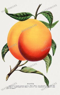 Folio Of Botanical Specimen Vintage Prints