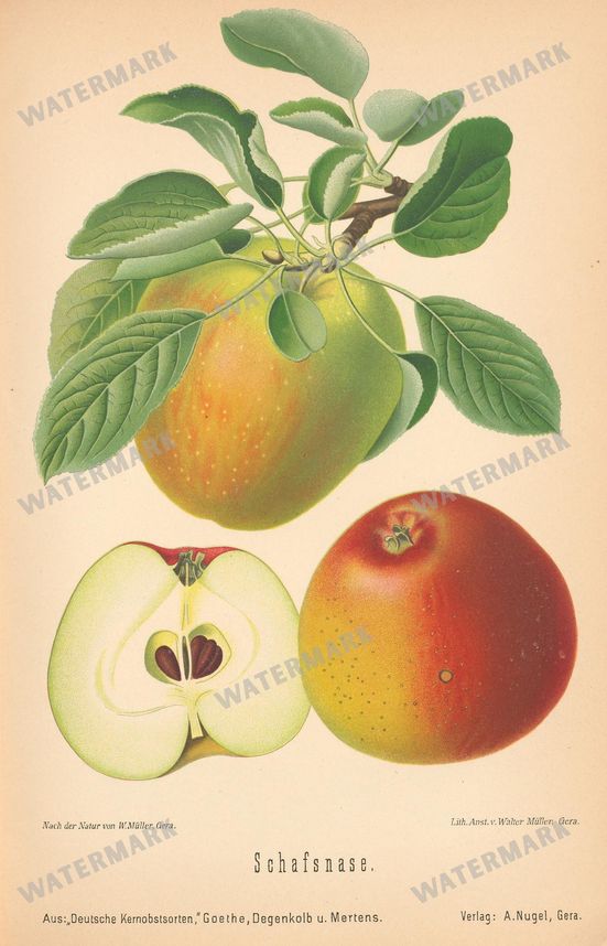 Fruit And Vegetables Vintage Prints