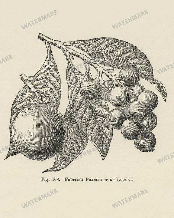 The Fruit Grower'S Guide Vintage Paintings