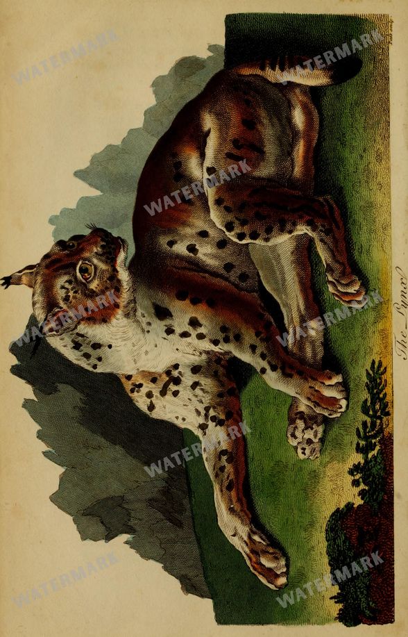 Wildlife Vintage Prints