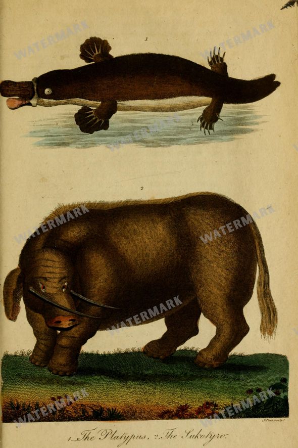 Wildlife Vintage Prints