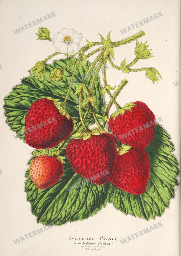 Floral Illustrations