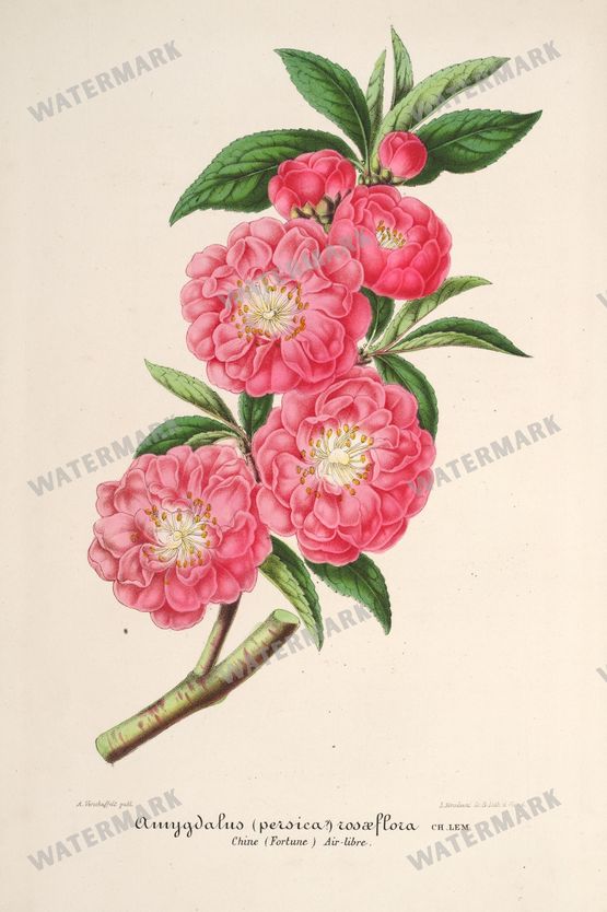 Floral Illustrations