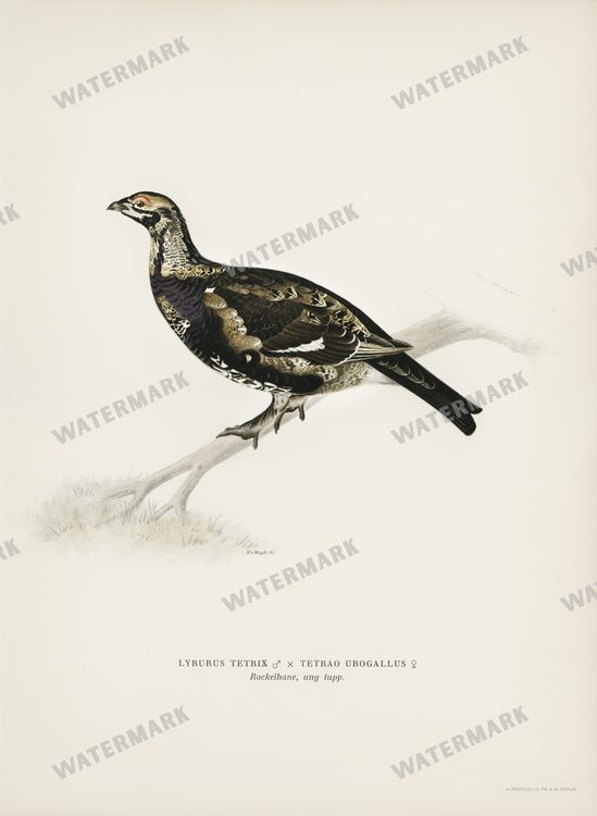 Birds Vintage Prints