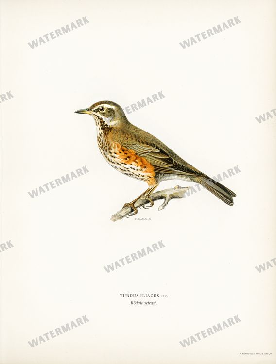 Birds Vintage Prints