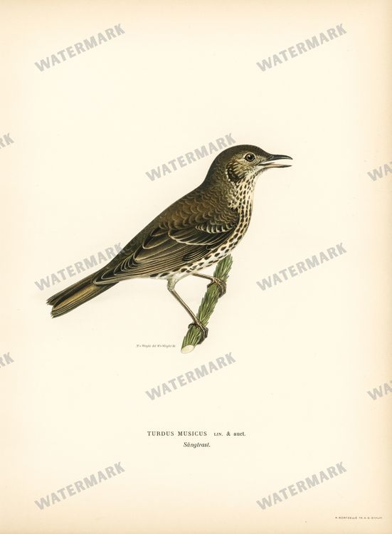 Birds Vintage Prints