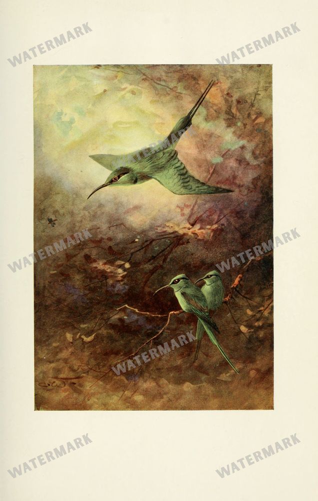 Birds Vintage Prints