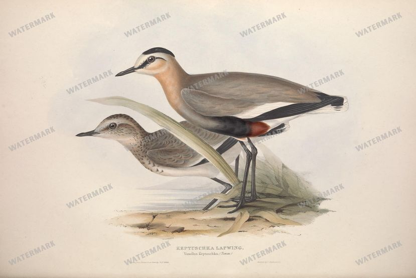 Birds Vintage Prints