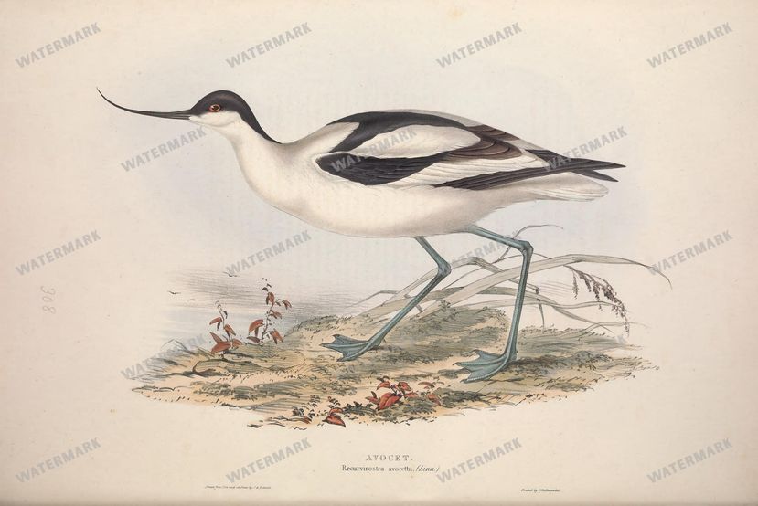 Birds Vintage Prints