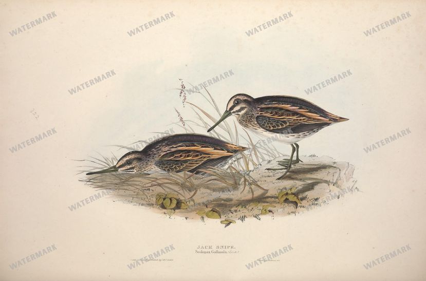 Birds Vintage Prints
