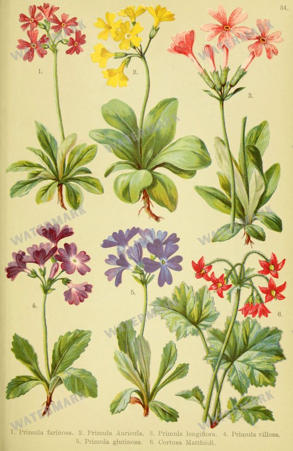 Botanical Alpen-Flora Vintage Prints