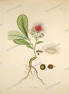Botanical Plant Vintage Prints