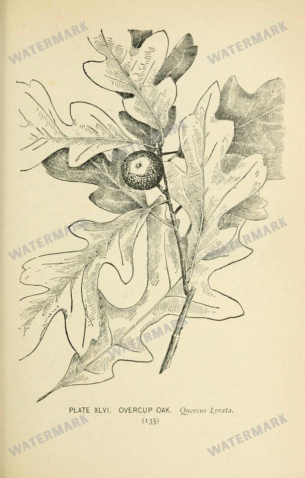 Botanical Sketches Vintage Prints