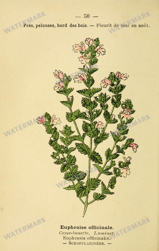 Botanical Vintage Prints