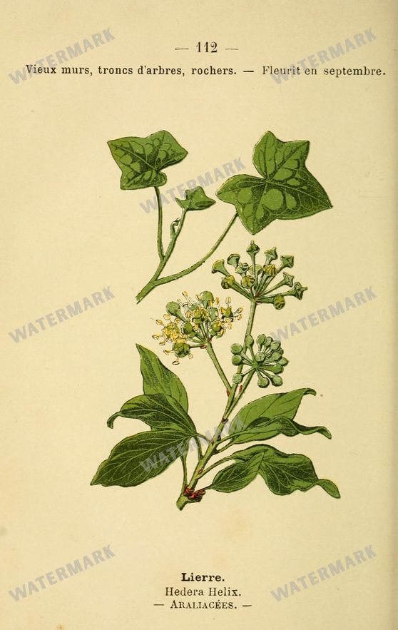 Botanical Vintage Prints