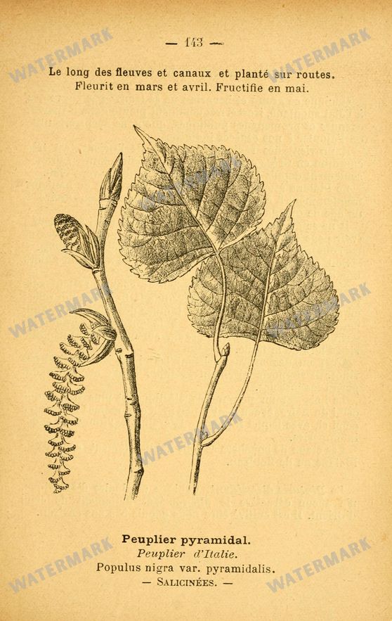 Botanical Vintage Prints