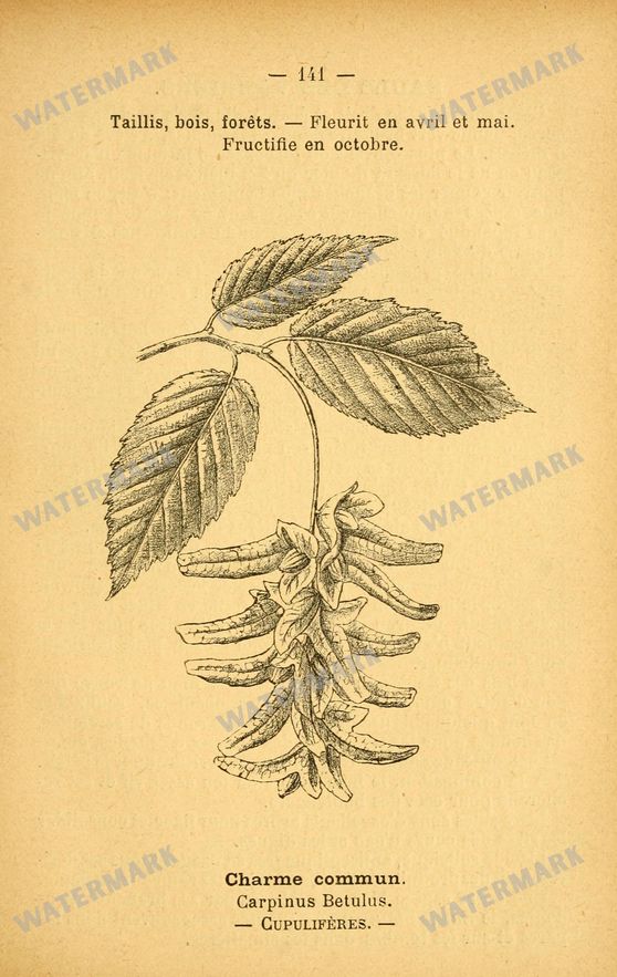 Botanical Vintage Prints