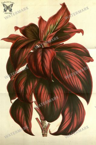 Botanical Vintage Prints
