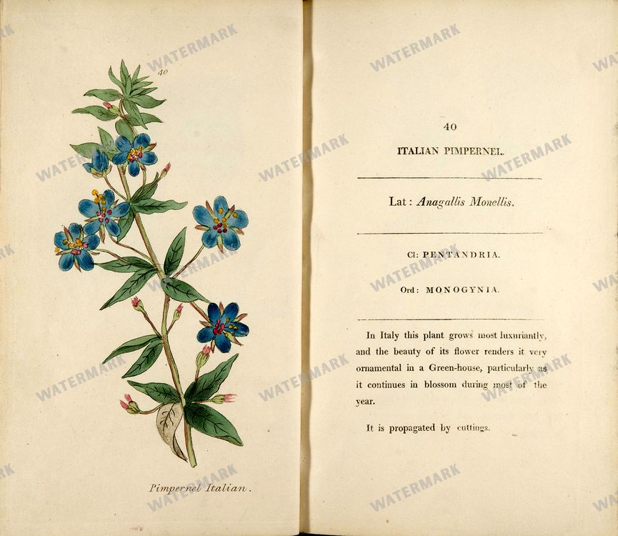 Botanical Vintage Prints