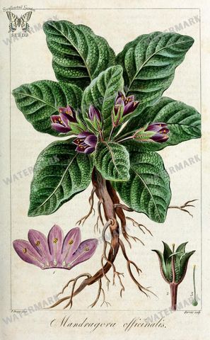 Botanical Vintage Prints