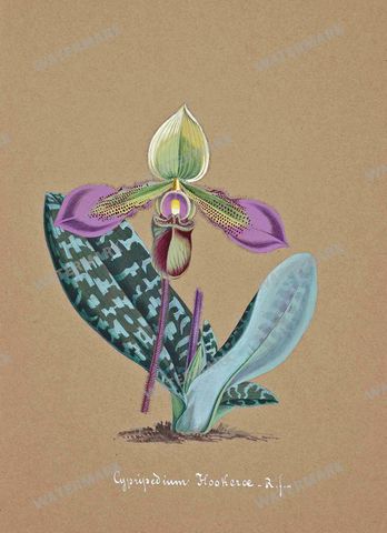 Botanical Vintage Prints