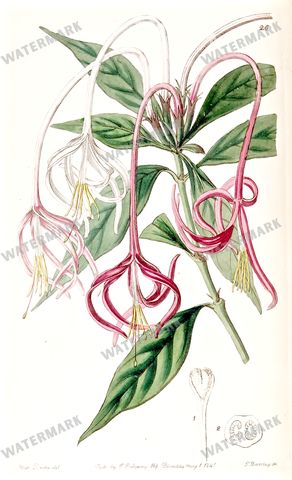 Botanical Vintage Prints