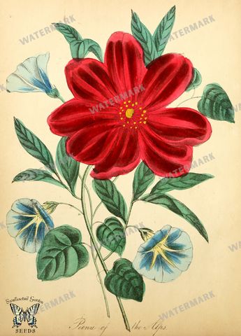 Botanical Vintage Prints