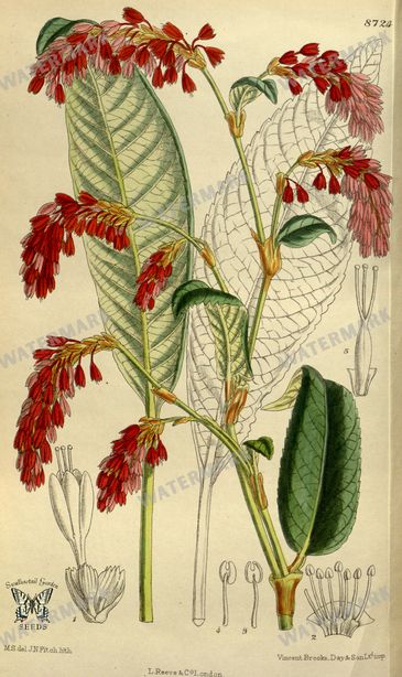 Botanical Vintage Prints