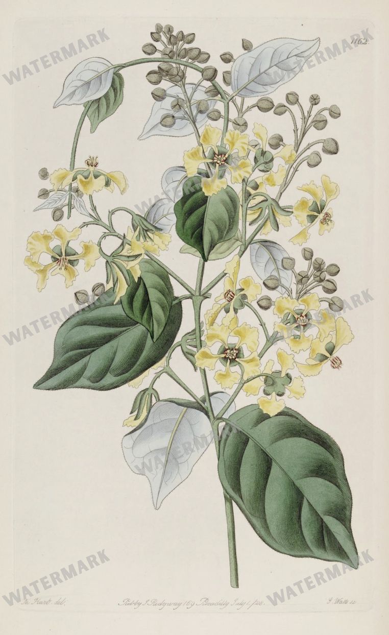 Botanical Vintage Prints