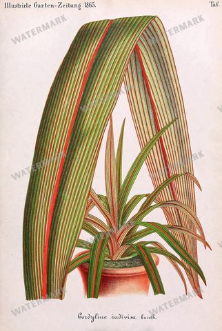 Botanical Vintage Prints