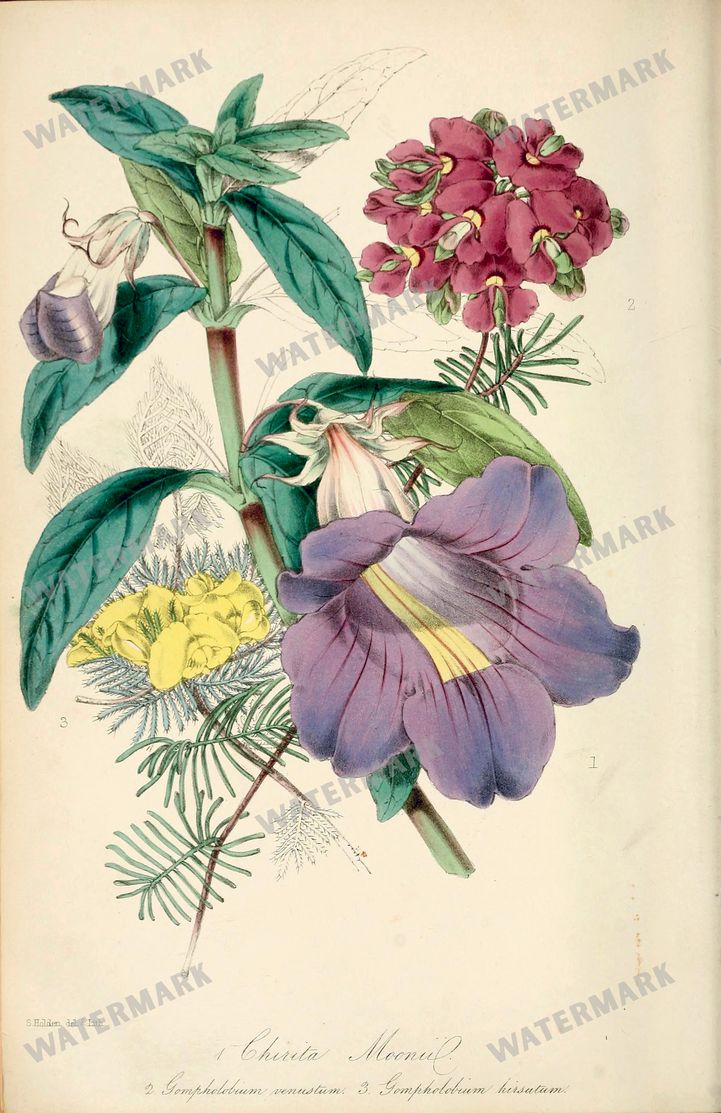 Botanical Vintage Prints